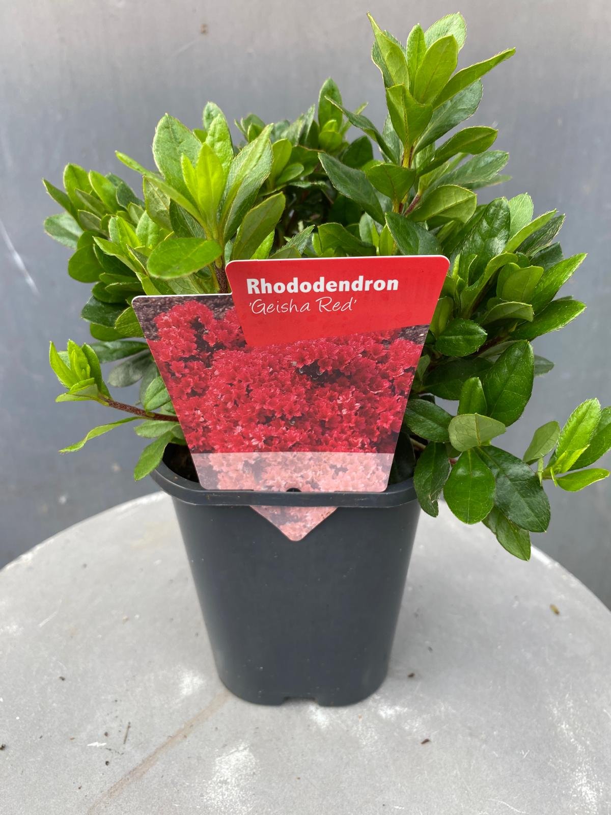 Rhododendron 'Geisha Red'