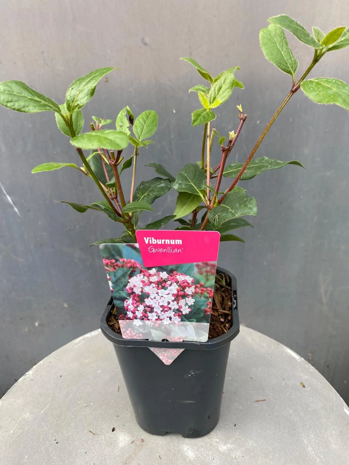 Viburnum tinus 'Gwenllian' 11cm pot