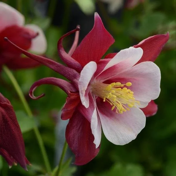 Aquilegia Earlybird Red White 2lt
