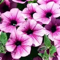 Petunia Surfinia Compact Purple Vein 9cm pot