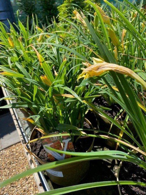 Hemerocallis Mix 2.jpg