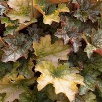 Heuchera Soda Ginger Ale 3lt pot