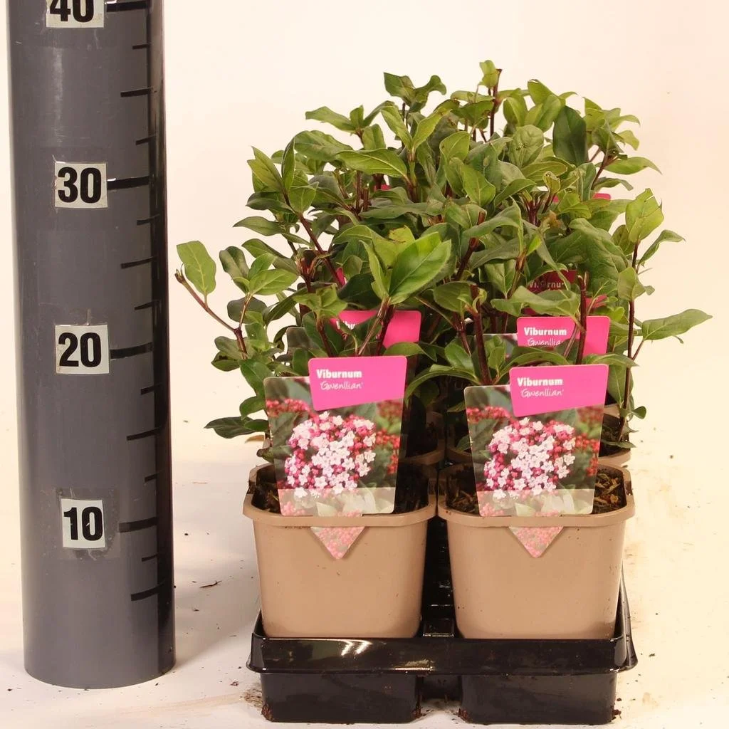 Viburnum tin. Gwenlian.jpg