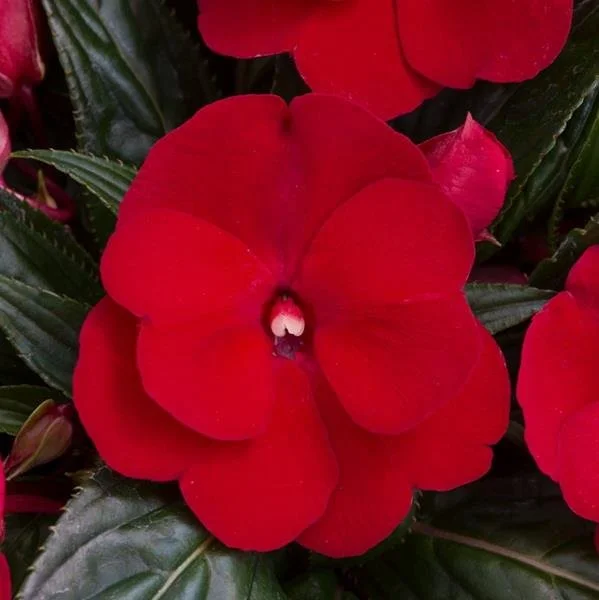 Impatiens NG Clockwork Dark Red 13cm