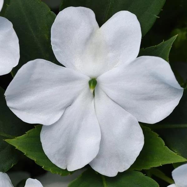 Impatiens Beacon White 6-pack