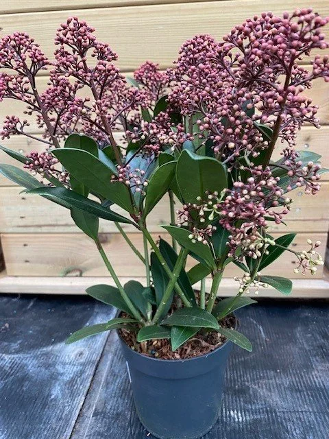 Skimmia Japonica Rubella 11cm