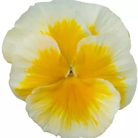 Pansy Carneval Sunny Side Up 9cm pot