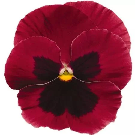 Pansy Carneval Rose with Blotch 9cm pot