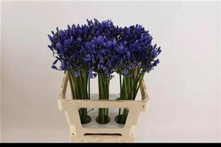 Agapanthus Blue - Length 60cm