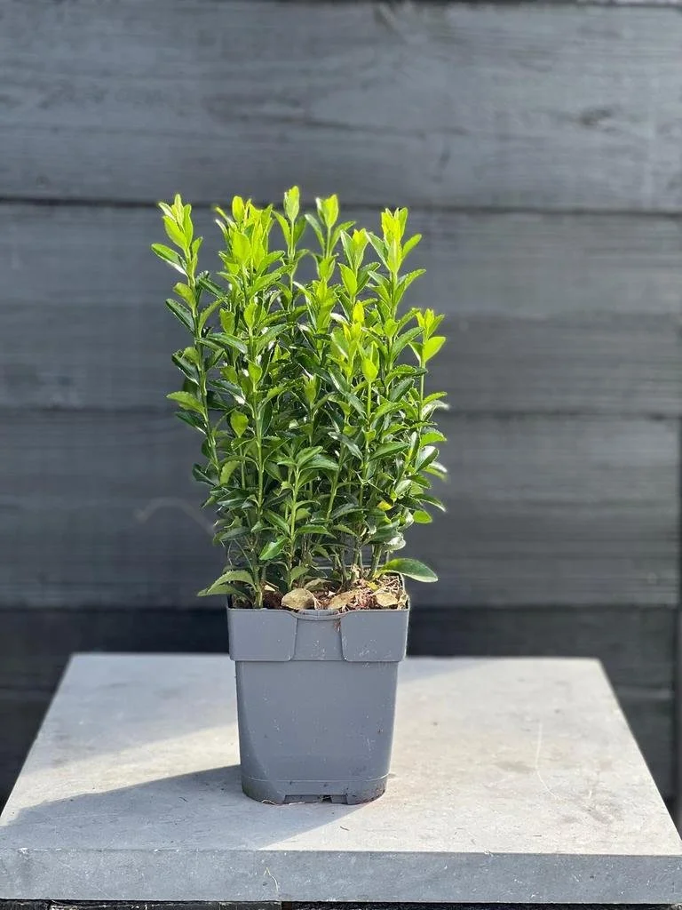 Euonymus jap. Green Spire 13cm pot.jpg