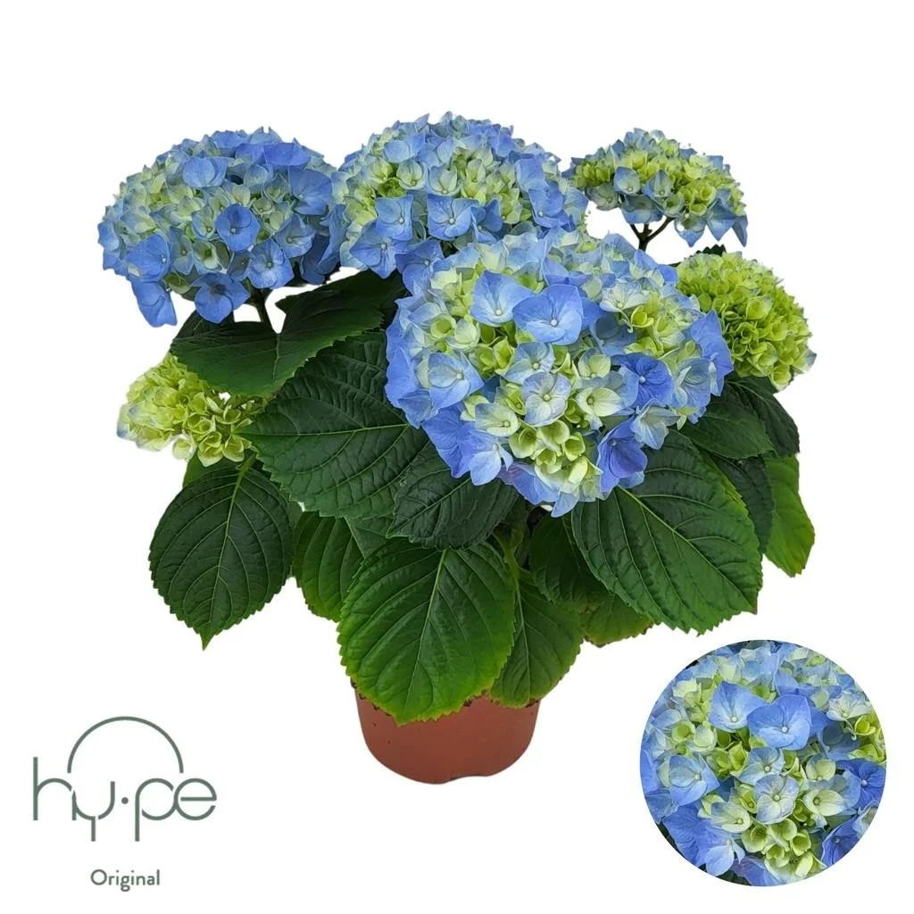 Hydrangea Mophead Blue (INDOOR).jpg