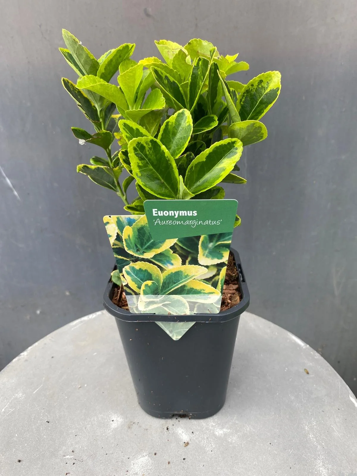Euonymus japonicus 'Aureomarginatus'