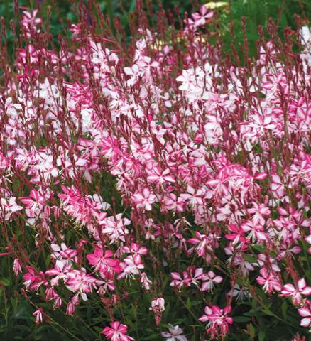 Gaura Summer Emotions 2lt pot