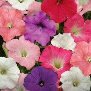 12" Petunia Easy Wave Mix Basket