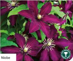 Clematis Niobe 3lt Pot
