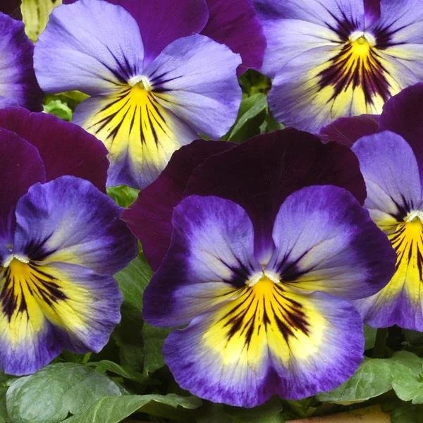 Pansy Matrix Midnight Glow.jpg