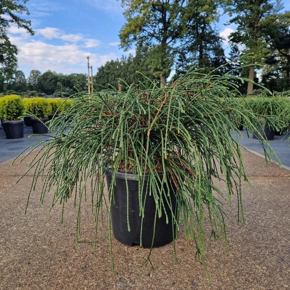 Thuja plicata ‘Whipcord’ – 11L Pot (40–50cm)