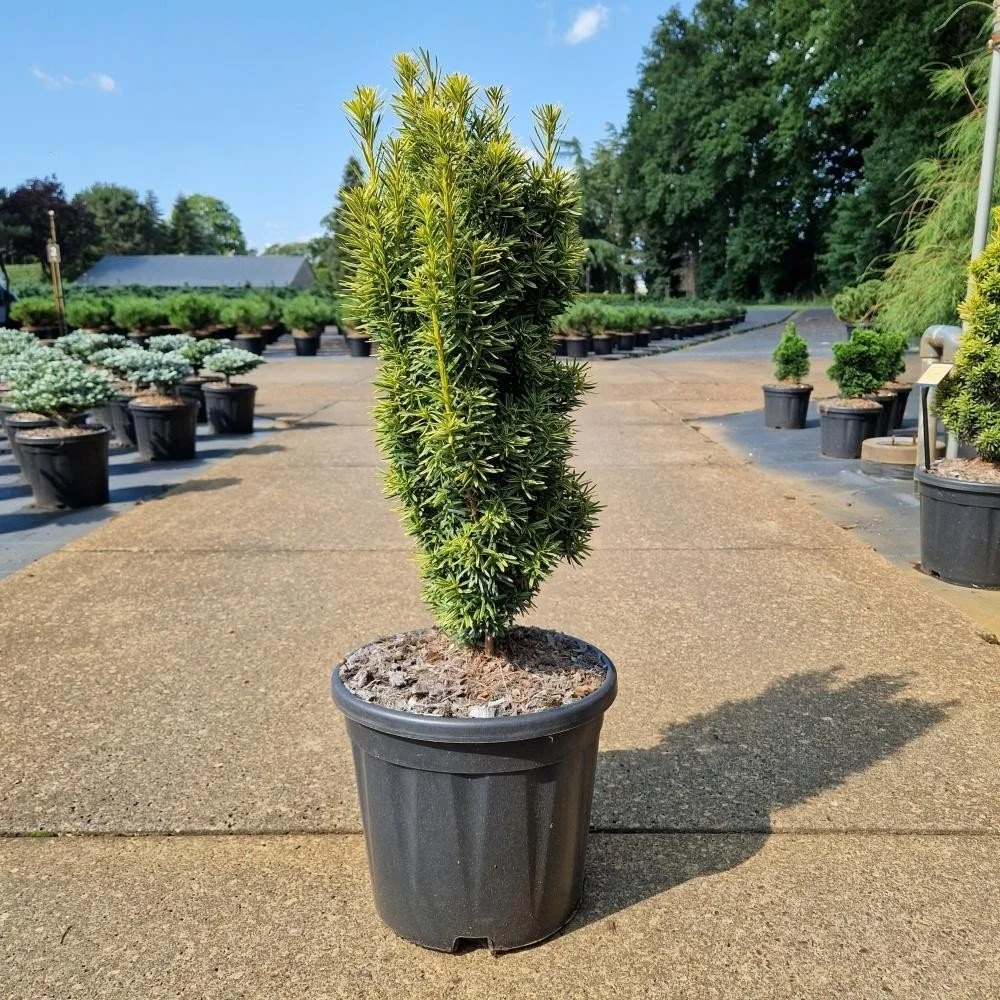 Taxus baccata ‘Fastigiata David’ – 11L Pot (50–60cm)