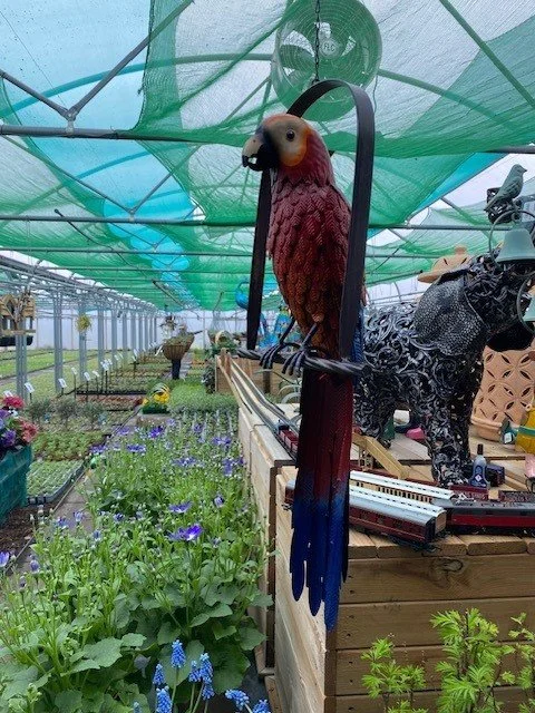 Parrot red 2.jpg