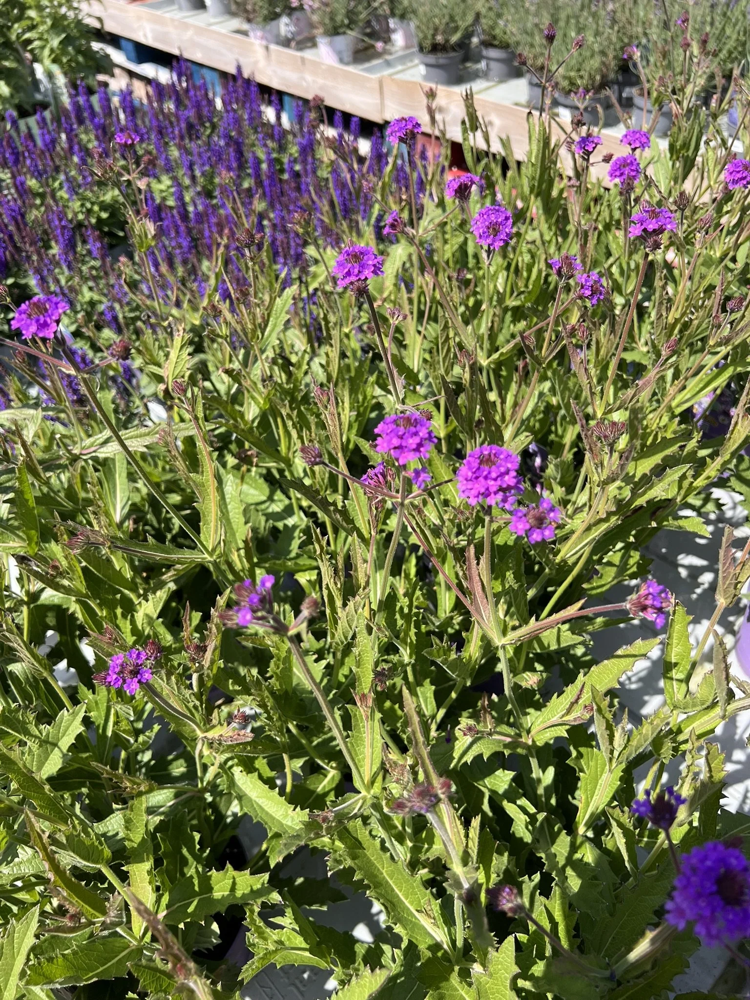 IMG_0120.JPEG