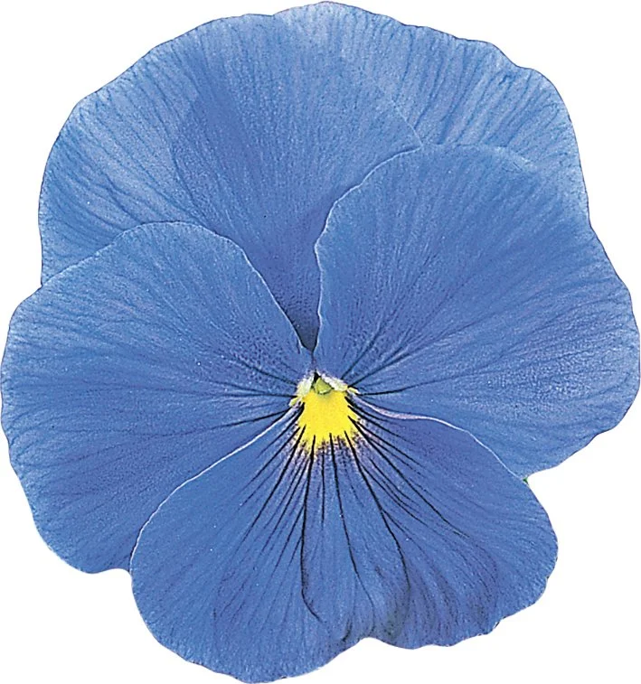 Pansy Carneval Azure 9cm pot