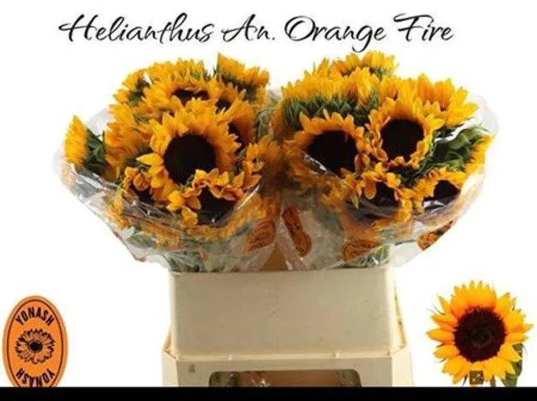 Sunflower Orange Fire - length 60cm