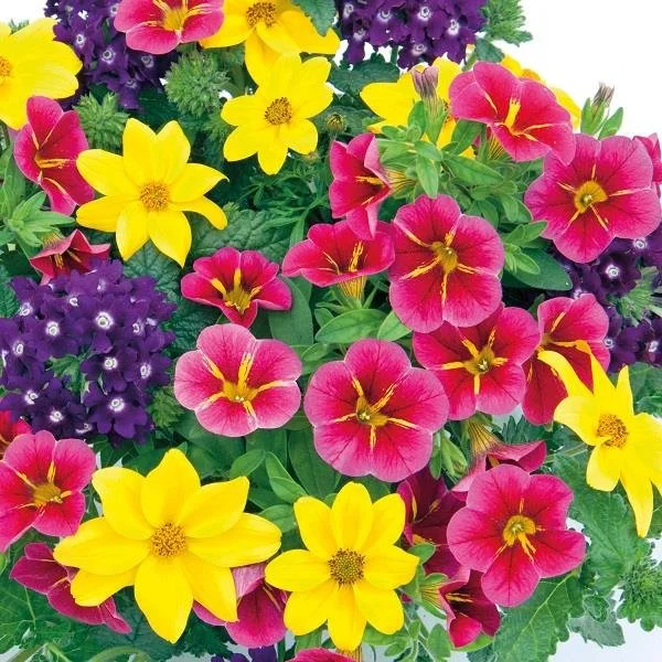 Trixi Cracker 10.5cm