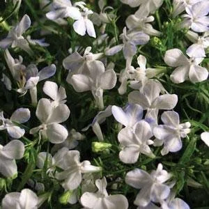 Lobelia Waterfall White Sparkle 9cm