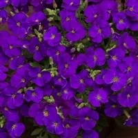 Aubrieta Just Spring Blue 2lt pot