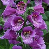 Digitalis Dalmation Purple 3lt pot