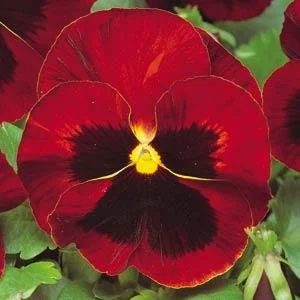 Pansy Matrix Red Blotch 9cm pot