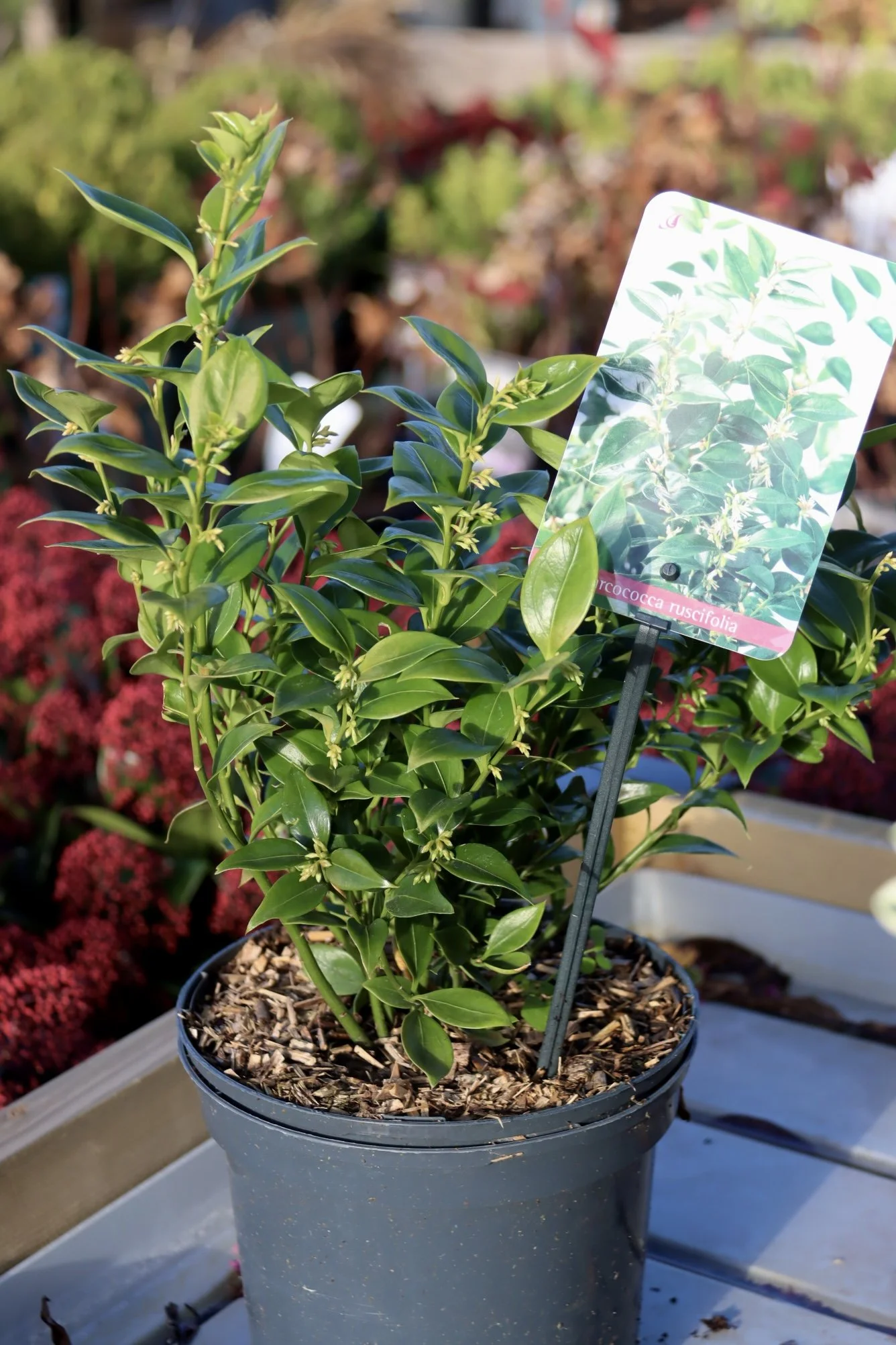 Sarcococca Ruscifolia 2lt pot