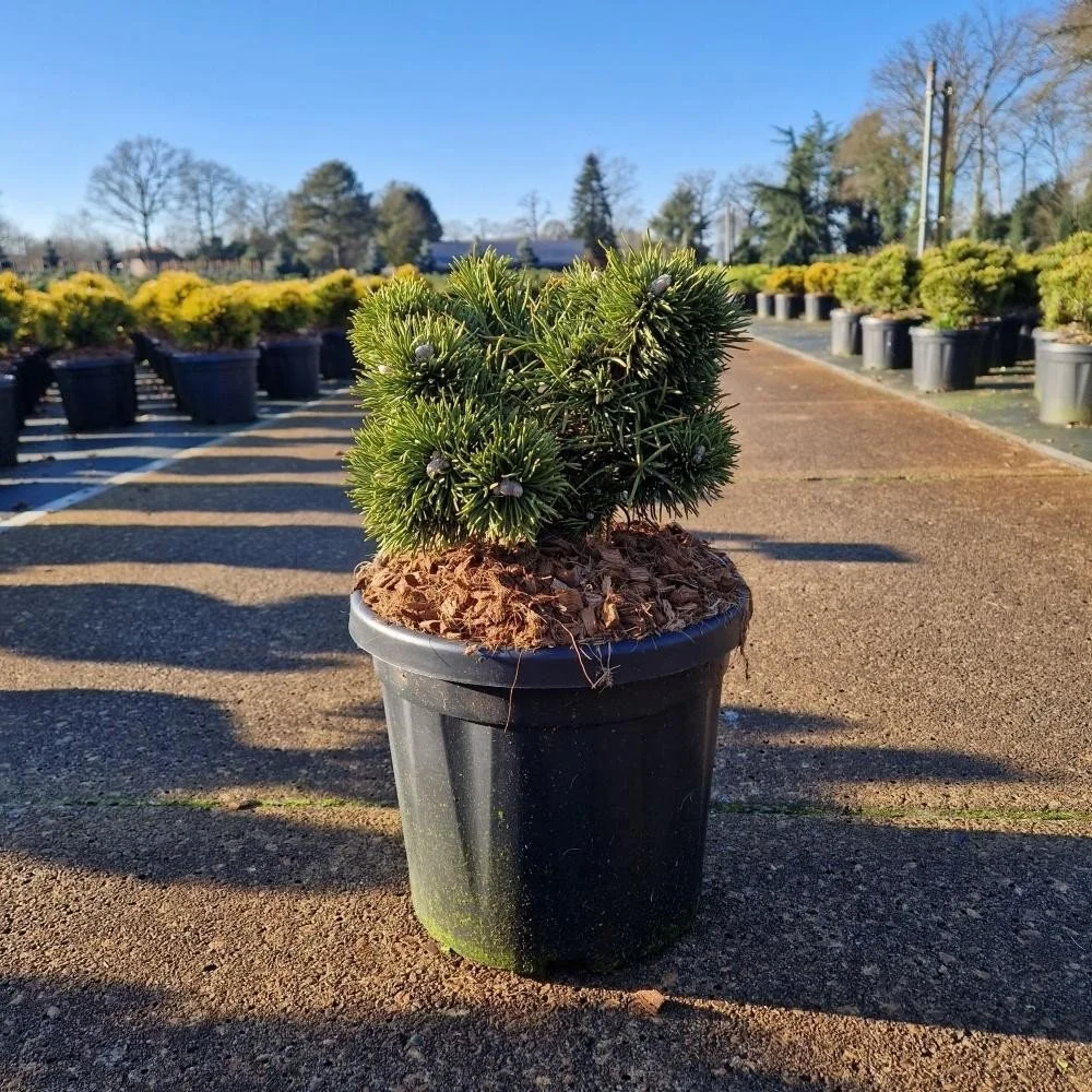 Pinus mugo ‘Jakobsen’ – 6L Pot (20–25cm)