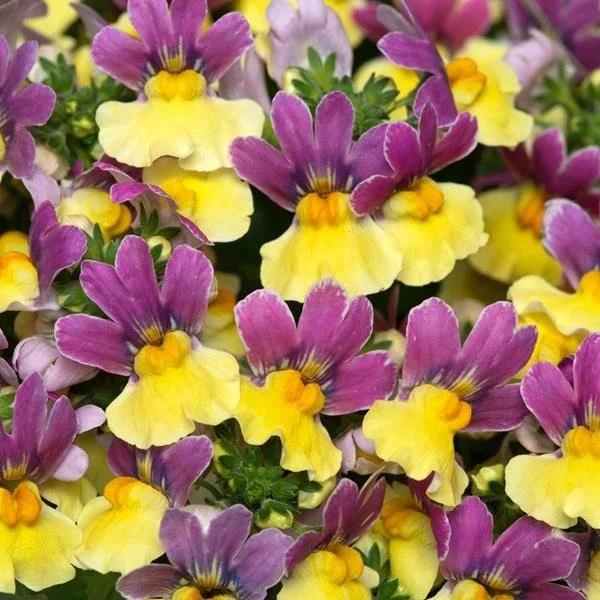 Nemesia Lady Lucy 9cm