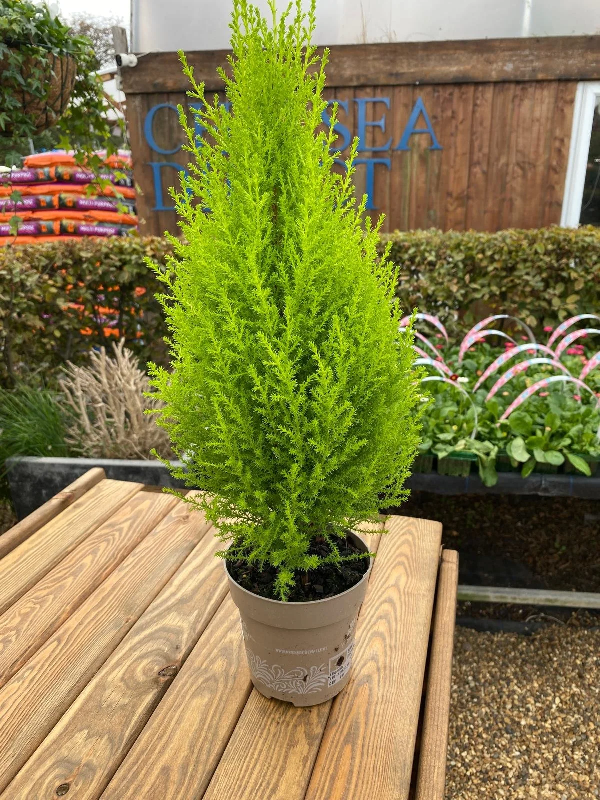 Cupressus macrocarpa ‘Goldcrest Wilma' 13cm pot