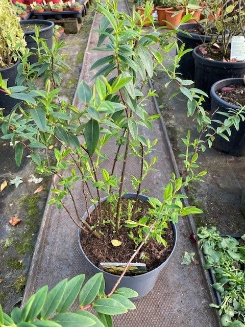 Hypericum Hidcote 7.5lt 48cm tall