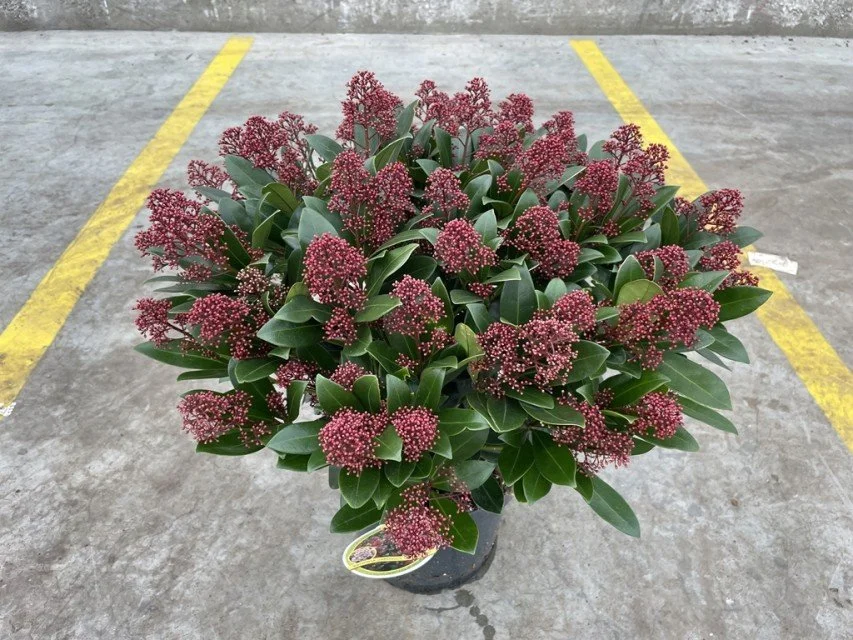 Skimmia Japonica Rubella 7.5lt pot 60cm tall