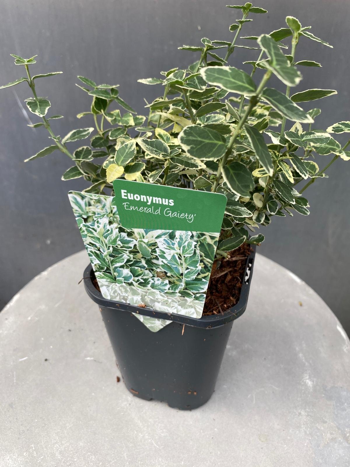 Euonymus 'Emerald Gaiety'