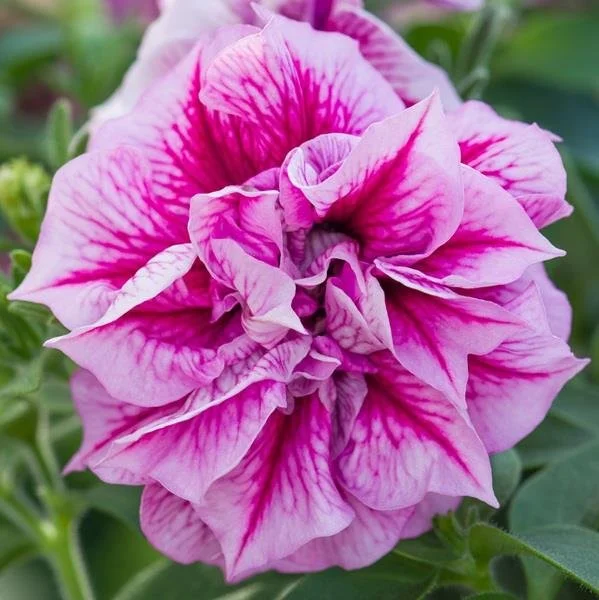 Petunia Double Tumbelina Helena 9cm