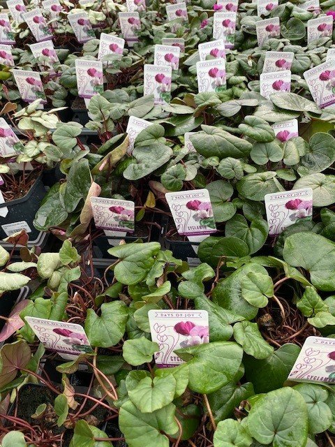 Cyclamen 1.jpg