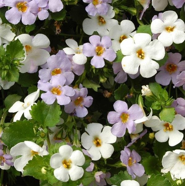 Bacopa Topia Mixed 9cm