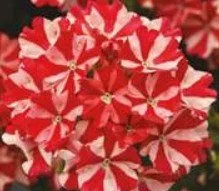 Verbena Showboat Red Star