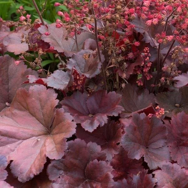 Heuchera Soda Cherry Cola.jpg