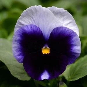 Pansy Matrix Beaconsfield.jpg
