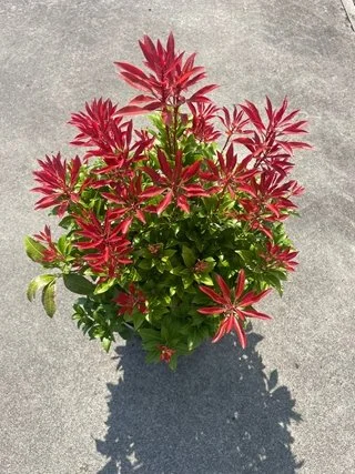 Pieris Japonica Mountain Fire 7.5lt pot 60cm tall