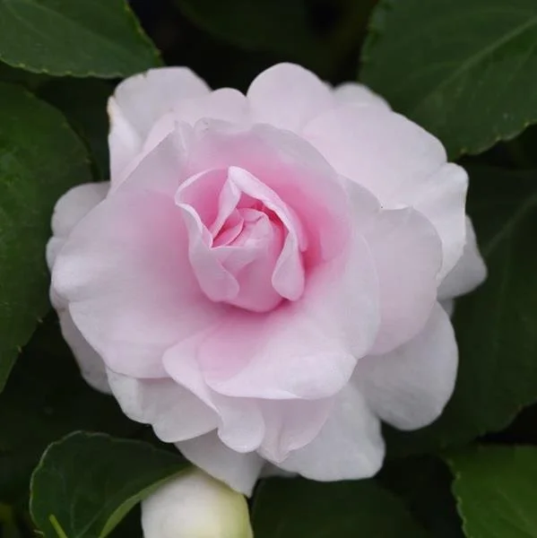 Impatiens Double Appleblossom 10.5cm
