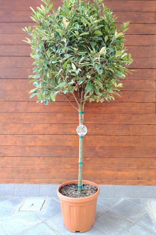 Photinia fraseri Louise 1/2 std 30lt pot