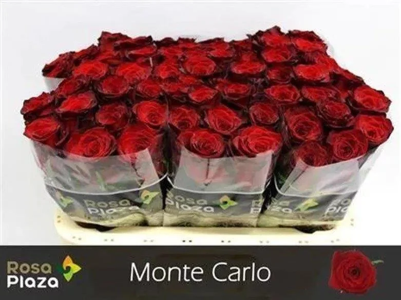 Rose Monte Carlo - Length 60cm