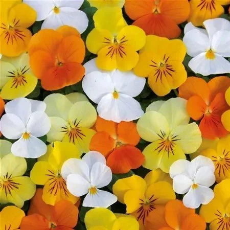 Viola Twix Citrus Mix - 6 Pack