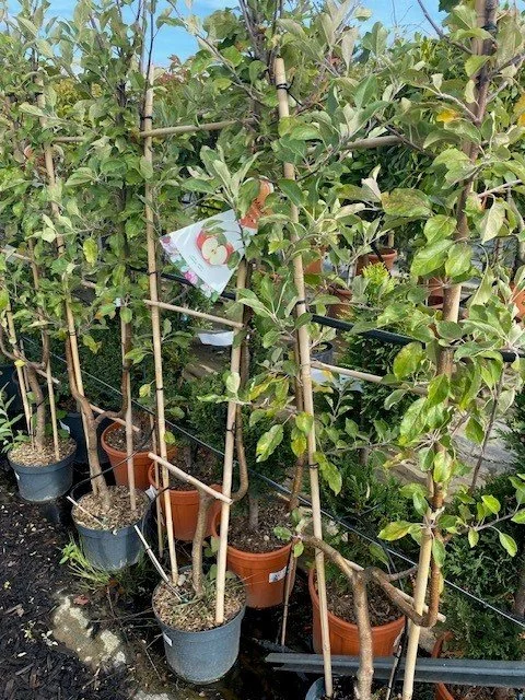 Fruit trees small row.jpg